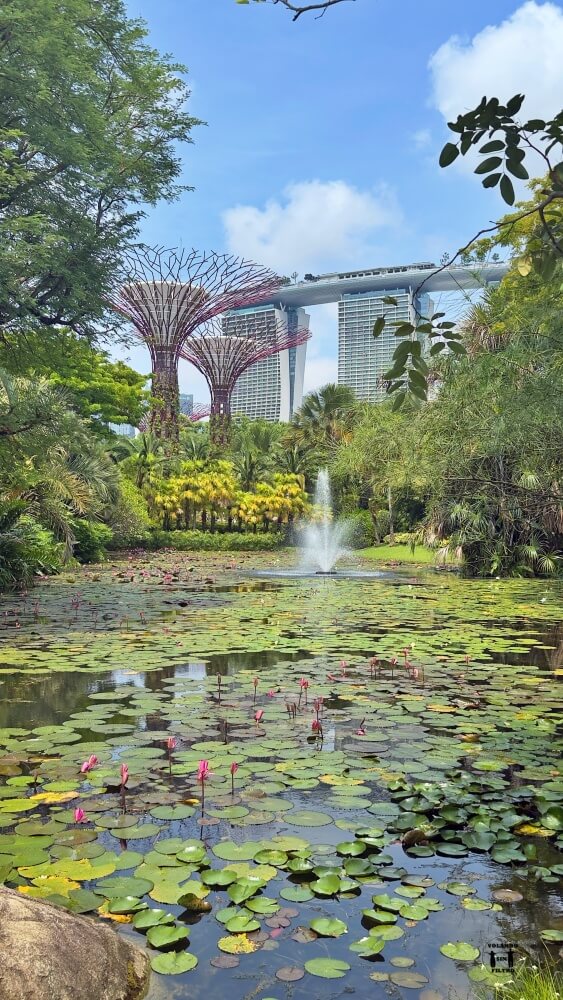 Zona de lago con lotos con los super tree y Marina Bay de fondo. 